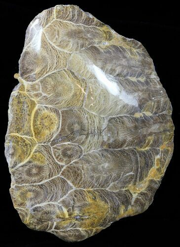 Polished Fossil Coral - Morocco #60043